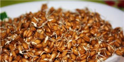 Ростки пшеницы –«живая еда».